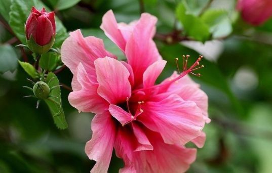 此木本花卉，一花多色，漂亮似牡丹，花期长，种植容易，值得拥有