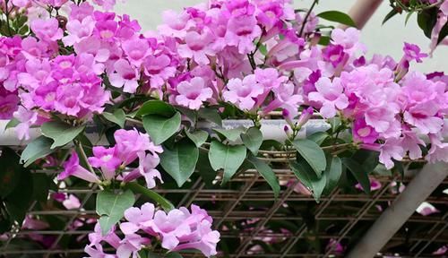  花海■藤本植物，有“紫铃藤”就够了，一树多色花，给你一片花海