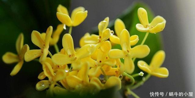 「喜欢」3种花适合家养,开花量大味道香,驱蚊赶虫很实用,谁养谁喜欢