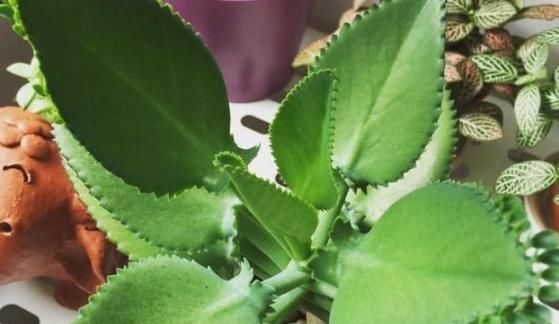  [就算]这几种植物，养护起来很简单，就算一周不浇水也没问题