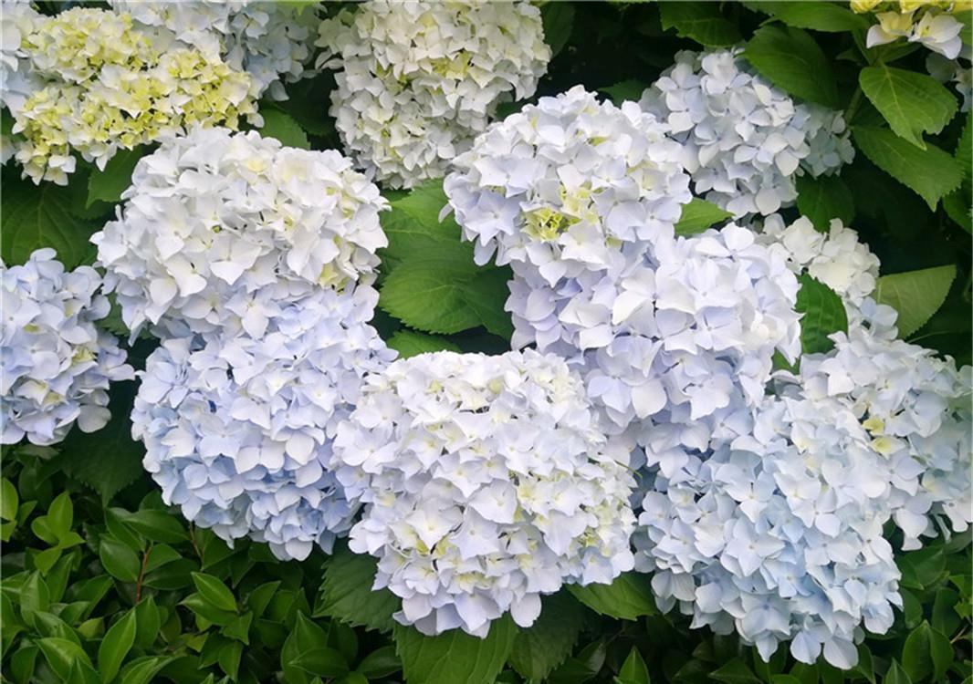家里的绣球:8年绣球花,身高1米6,年年“剃头”花更爆,养成“镇宅花”!