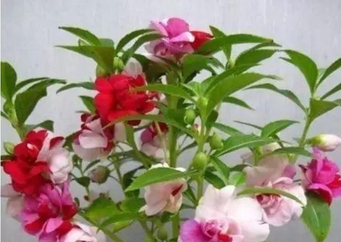  #凤仙花#此花，因其花色、品种极为丰富，是美化花坛、花境的常用材料。