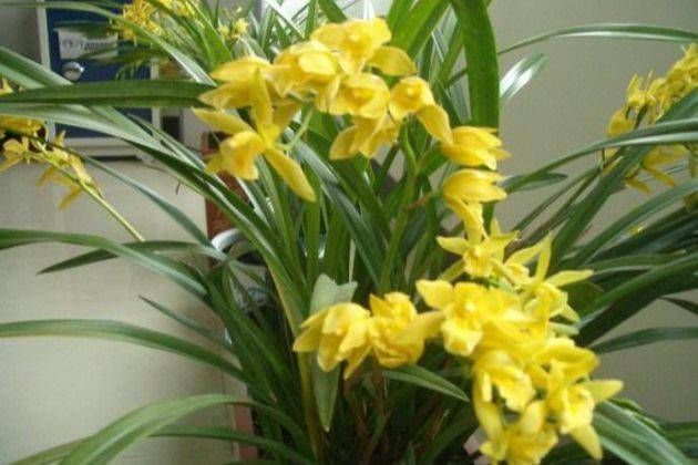  「种类」知道兰花有多少个？兰花一共有7个种类，知道你养的那种吗？