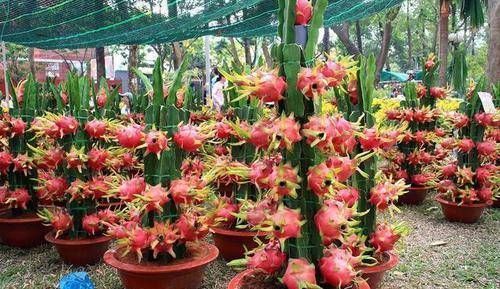  『值得』一种水果，一个花盆就可以种，有很多效果，值得拥有！