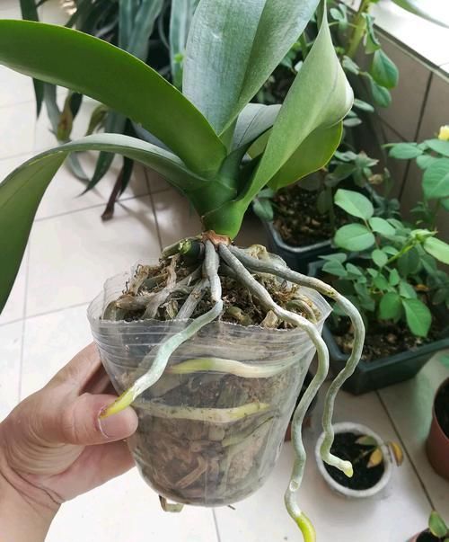 『蝶兰根系』根系挤破盆的蝴蝶兰需要换盆吗?蝴蝶兰就喜欢挤,越挤根旺花越多