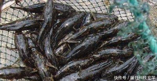  [四不像]农村这种食肉鱼，俗称四不像，刺少肉多，现价格可达上