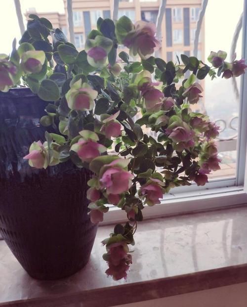 #花量#这些花卉好养易爆盆,花量大花期长,花姿卓越,花期一到香飘满屋