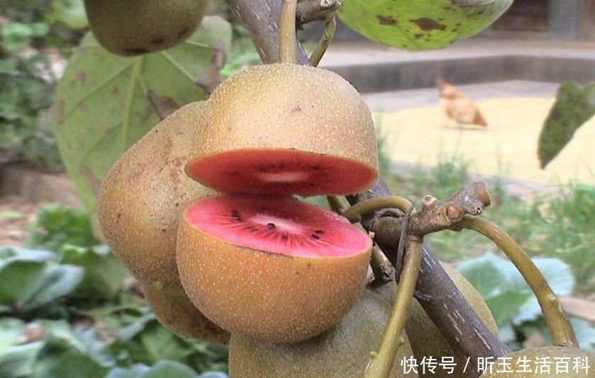  遭遇@水果中的贵族，遭遇“崇洋媚外”，果农：原产地现摘，咋没