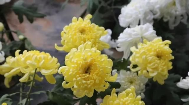 黄金九月楼观的花海开啦！赏花海、品花宴，全都不能错过！