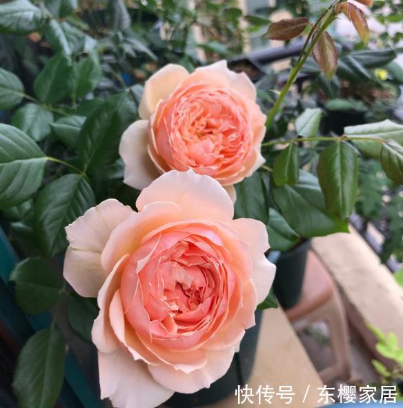  「妖娆」喜欢在家中养护花卉，就养5种丰腴妖娆的花卉，花色艳丽又多样！