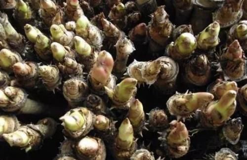  救命：北方1种树上野菜，曾是“救命粮”，如今成高价菜，一斤卖