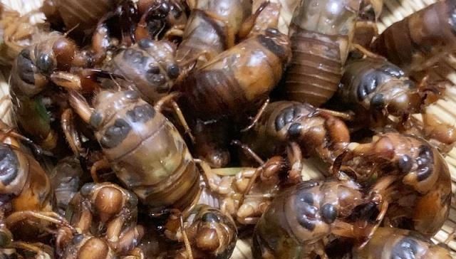  「开张」山东最大的露天金蝉早市开张，日交易量超10万元，变蝉