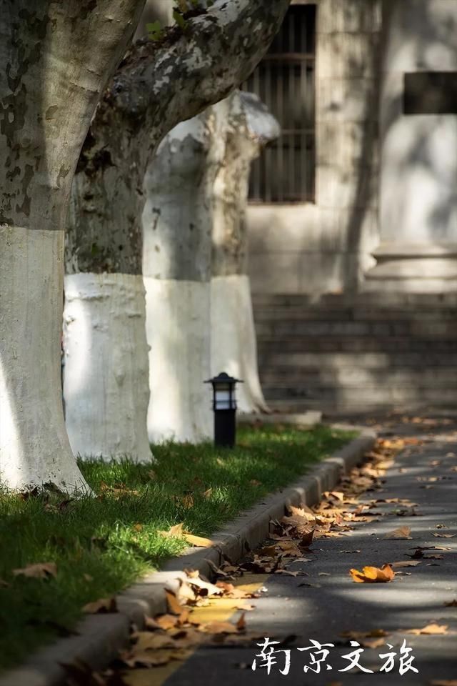 南京这些大学都有最美梧桐大道，有没有你的母校？