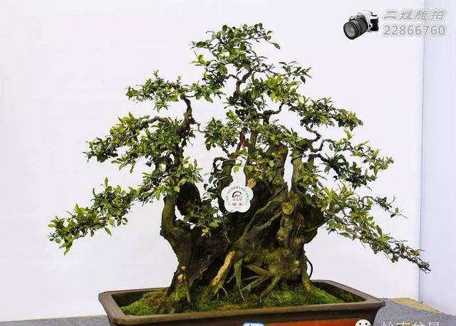 把温江盆景卖到欧洲去