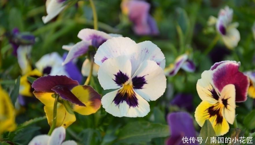  艳丽@喜欢在家中养护花卉，就选择花色艳丽，花开爆盆，花期长的5种花