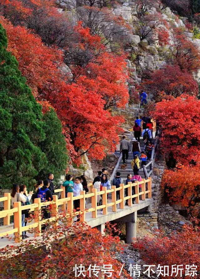 晚秋石门坊红叶，片片黄栌等你等流年