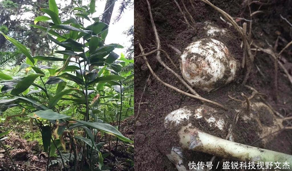  「黄精」我国一种植物野生很多，收购价格便宜卖价高，外国人想