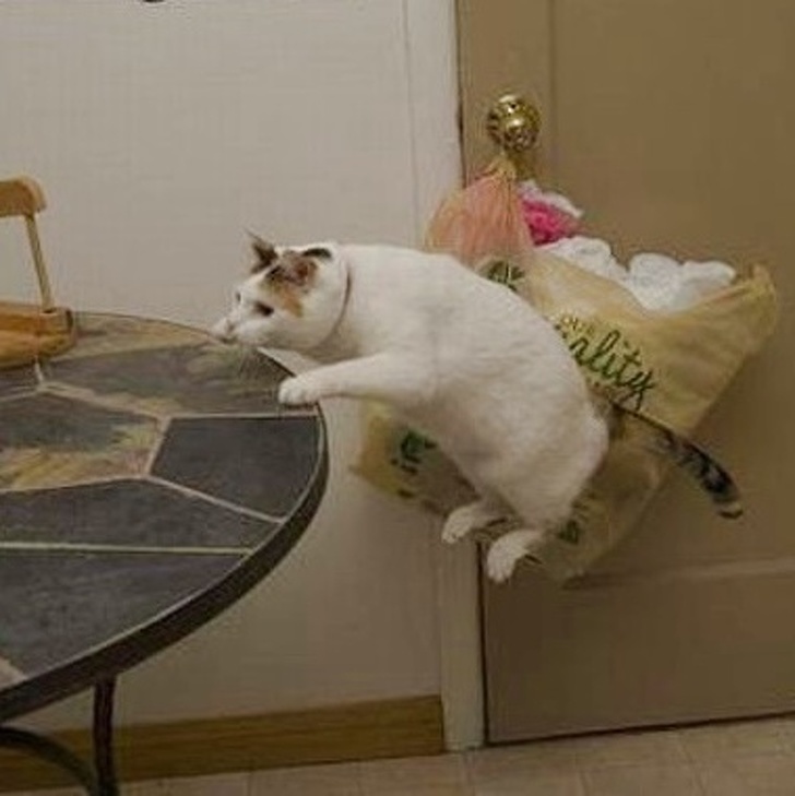 15张引人注目的照片,来自摄影师高超的技术,还有完美的巧合