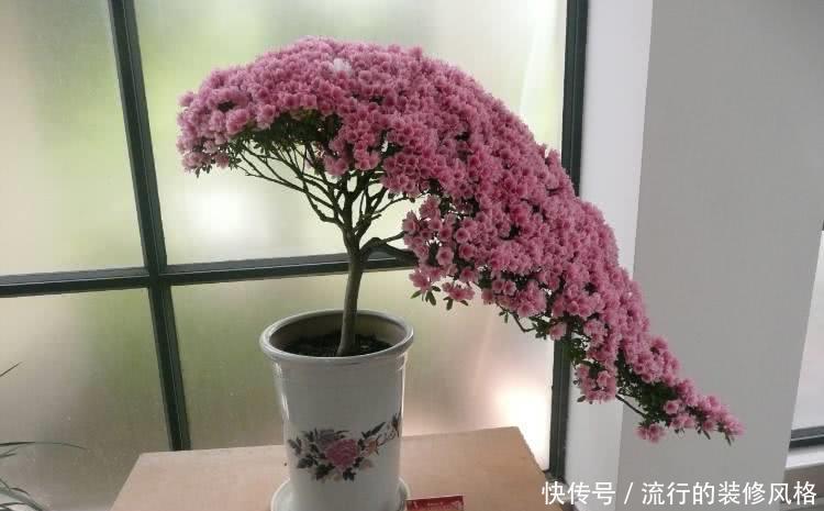 『花开满』杜鹃花黄叶、掉花苞?赶紧用点“它”,7天后叶片翠绿,花开满树