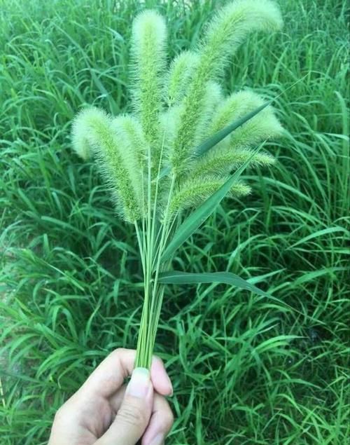  【解它的价值】农村常见的“狗尾巴草”，见过的人很多，了解它“价值”的不多