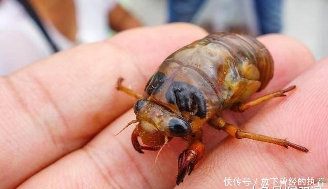  蚂蚁：农村的知了猴真的能吃吗？为什么洞里的蚂蚁不吃它呢？