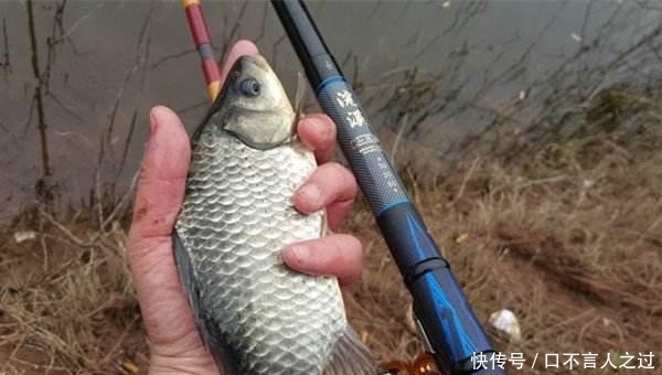 钓上来■鲤鱼闯进鲫鱼窝,怎么办?几个回合把它钓上来!