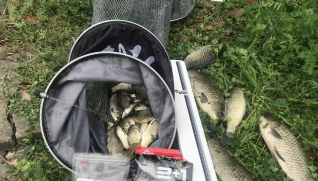  礼拜：国庆放假，看看我这套鲫鱼钓法，一个礼拜连钓6天，学着点