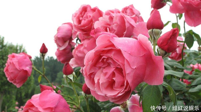  【放置于】家中有这三种花，别放北阳台，否则枝干细小难开花