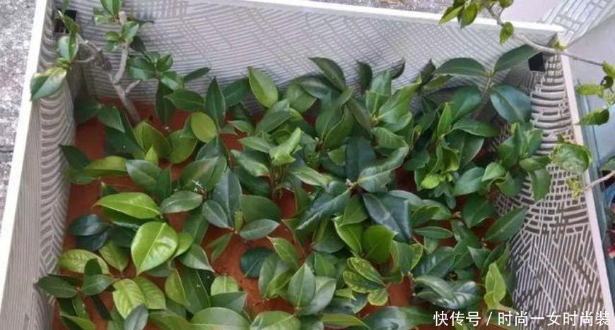  [扦插]这4种“木质”花，趁着“秋天”扦插，1盆变10盆，来年就开花