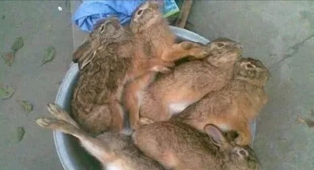 在农村这些的野味已很少见，最后一种可能有人都叫不出名字来