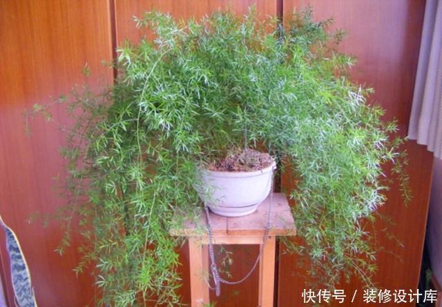  品种|武竹？还真有这个品种，种出来比文竹还美！