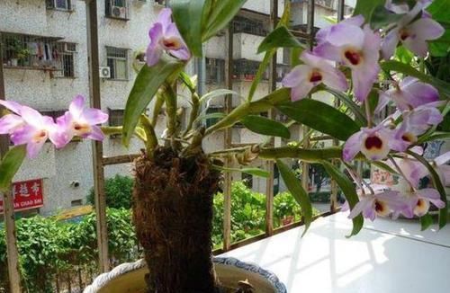  [花盆]养花怎么浇水？看懂4个细节分分钟学会，告别烂根烂叶