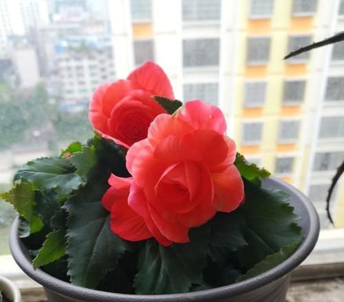  #大岩桐#一种盆栽花卉，开花不输大岩桐，比长寿花好养护，花期比月季还长