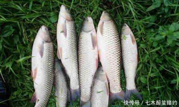 全浮草窝|夏钓草鱼必杀技巧:巧妙布草窝,轻松钓获大草鱼!