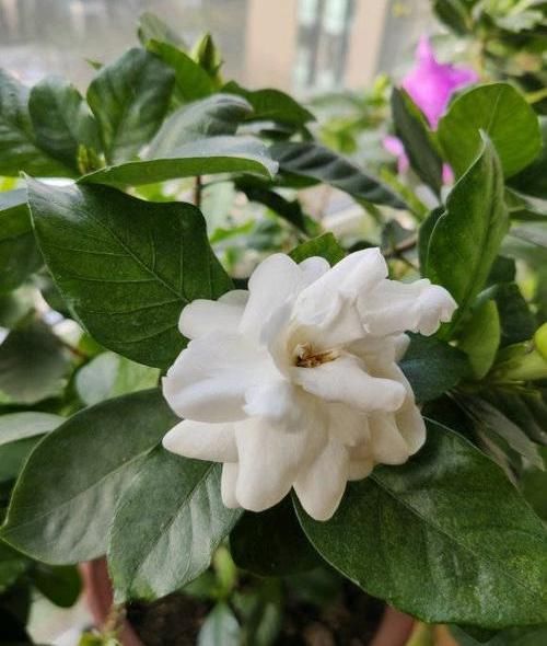  保障■北方养栀子花，需要多花心思，满足“2个度”，保障顺利开花