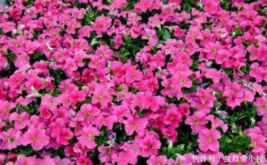 『简直』夏季最爱爆盆花草,越晒越爆盆,开花多又好养,简直美翻了