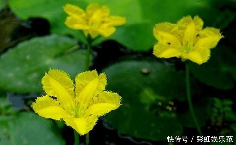 #恩惠#金黄小花立水上,柔情恩惠荇菜语
