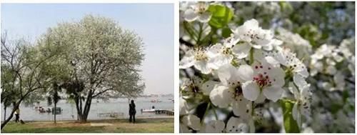  【园林景观】赏花不知花叫啥？一份春季花朵辨认指南请查