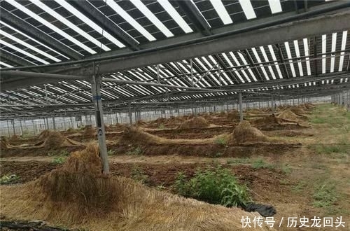  稀罕@以前钓鱼常去挖，如今有人大量养殖，拉出粪成“稀罕货”