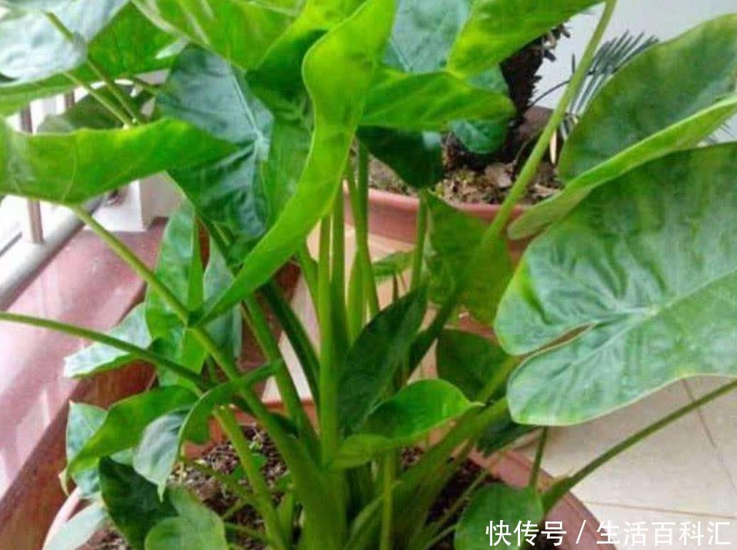  「漂亮」生活中常见的6种花，都含有“毒性”，再喜欢都不能在室内养