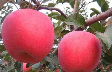  高产：富含矿物质和维生素的苹果，要高产，管理是关键，果农需掌握几点