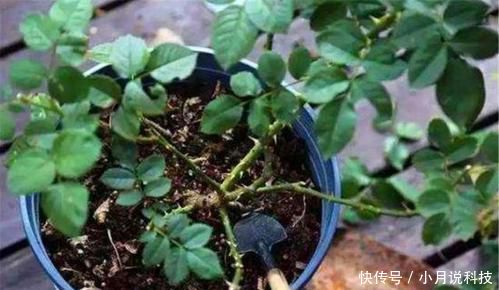  刚换盆■花卉换盆后，切忌三件事，否则换盆难成功！