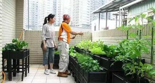 『买菜』还可以在阳台这样种菜，真是大开眼界，省了不少买菜钱！