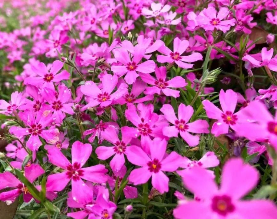  【慎养】这花要慎养，每年砍掉3麻袋，照样蹭蹭长！