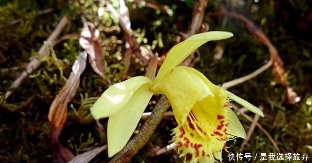  「黄花独蒜兰」正在消失的美丽：稀有兰花