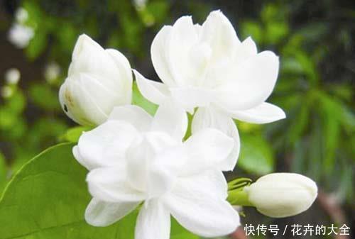  『代表』它是很常见的香精原料，是代表了清纯和坚贞的花，是爱情之花