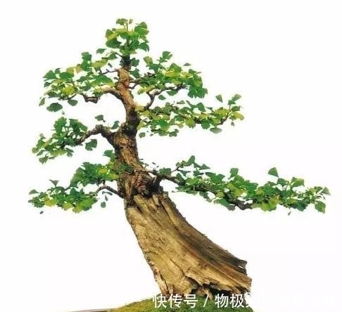  「盆景创作」玩银杏老桩，如何使它的叶片变小？这是我见过最全面的办法，收藏
