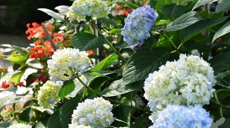  『不当』买回来的绣球花怎么换盆?操作不当,不长新根烂叶黄叶还闷根