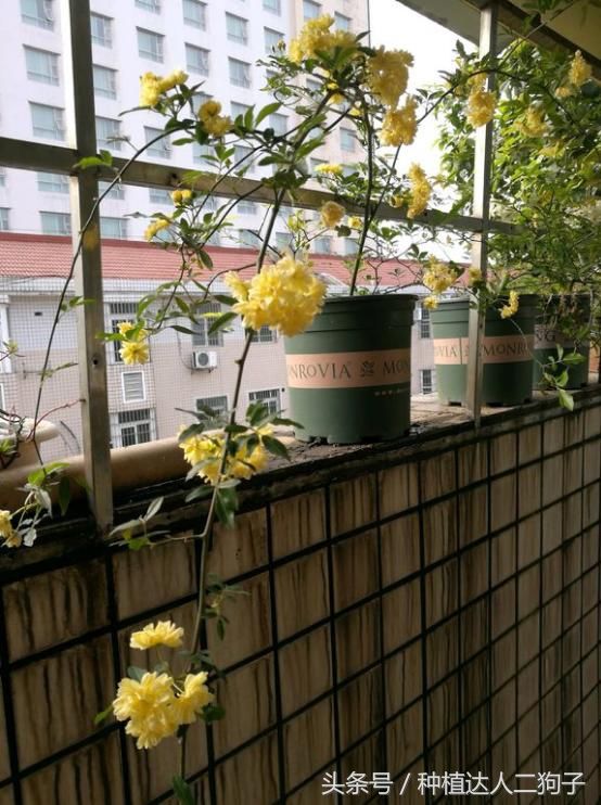 此花是“天下第一香”，花期长达180天，比桂花香十倍，沾土即活