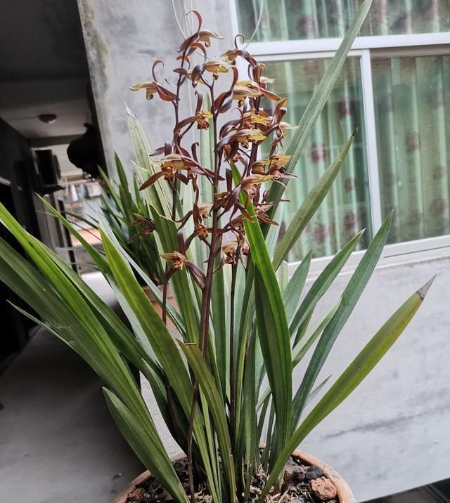  「植物」兰花有“癖好”,满足不了这几点,就不开花